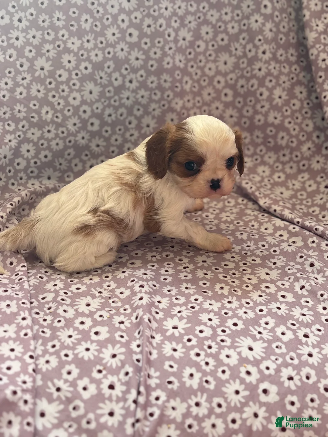 Cavalier King Charles Spaniel dogs for sale: Joker Cavalier King Charles Spaniel Puppy 1 - Ad 4