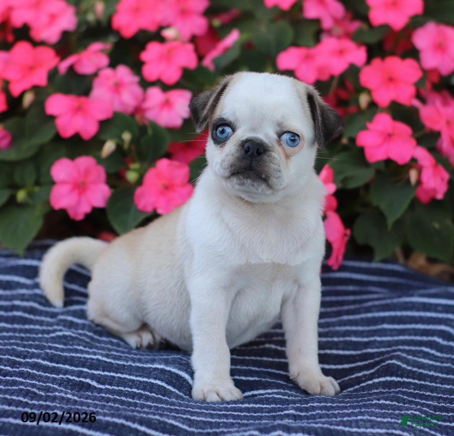Pug dogs Bingo - Ad 2