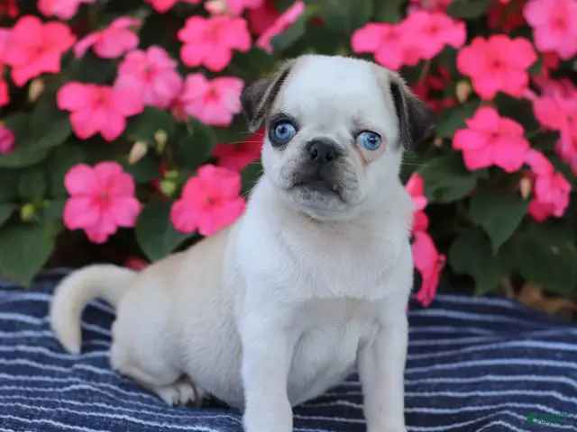 Pug dogs for sale: Bingo - Ad 2