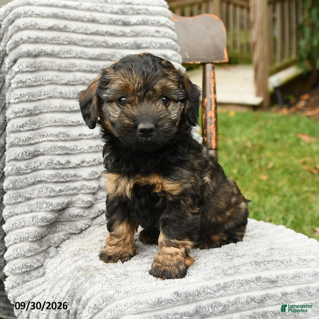 Cockapoo dogs for sale: Penny - Ad 2
