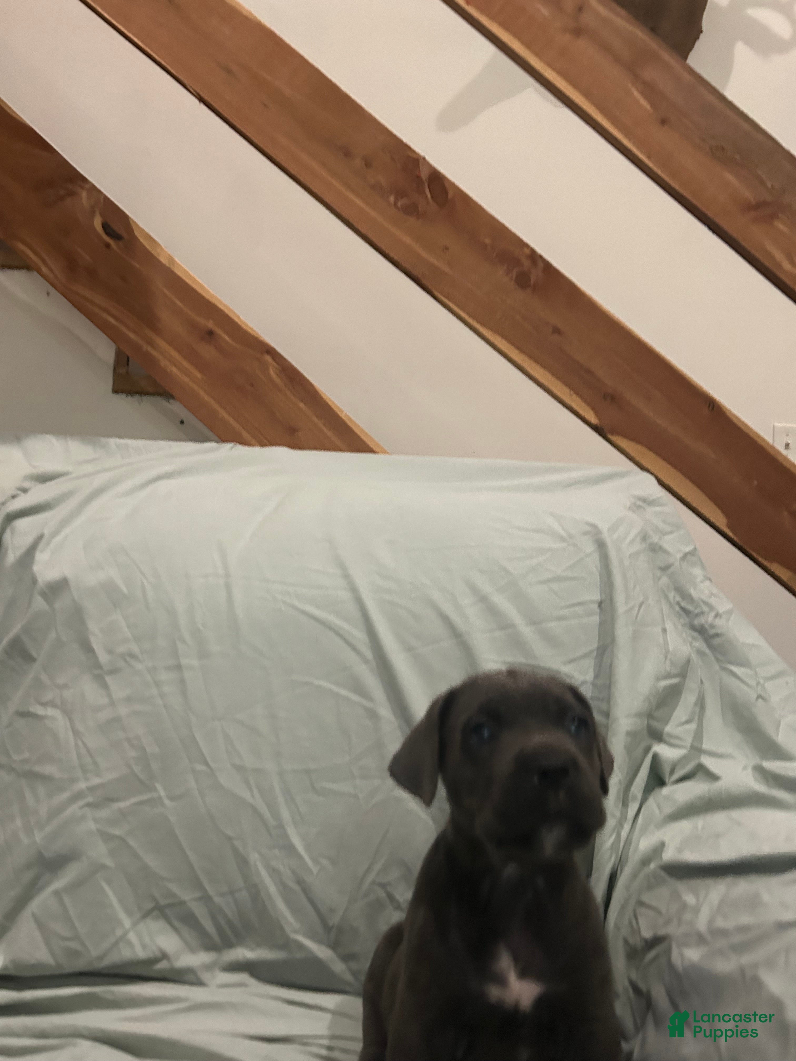 Cane Corso dogs Cane Corso Puppy 6 - Ad 13