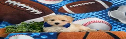 Maltipoo dogs for sale: Blaine 7 lbs Full Grown - Ad 5