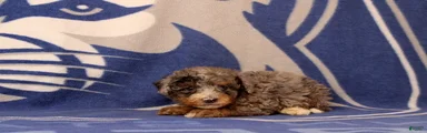 Elliot