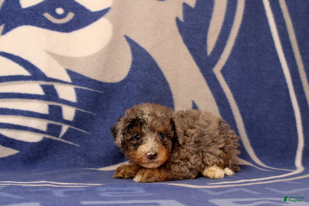 Mini Bernedoodle dogs for sale: Elliot - Ad 1