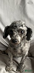 Toy Poodle dogs Eliza - Ad 1