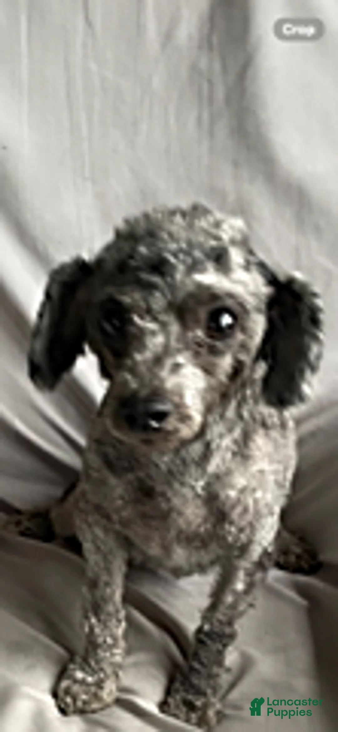 Toy Poodle dogs for sale: Eliza - Ad 1
