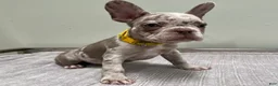 French Bulldog dogs for sale: Finley - Ad 2