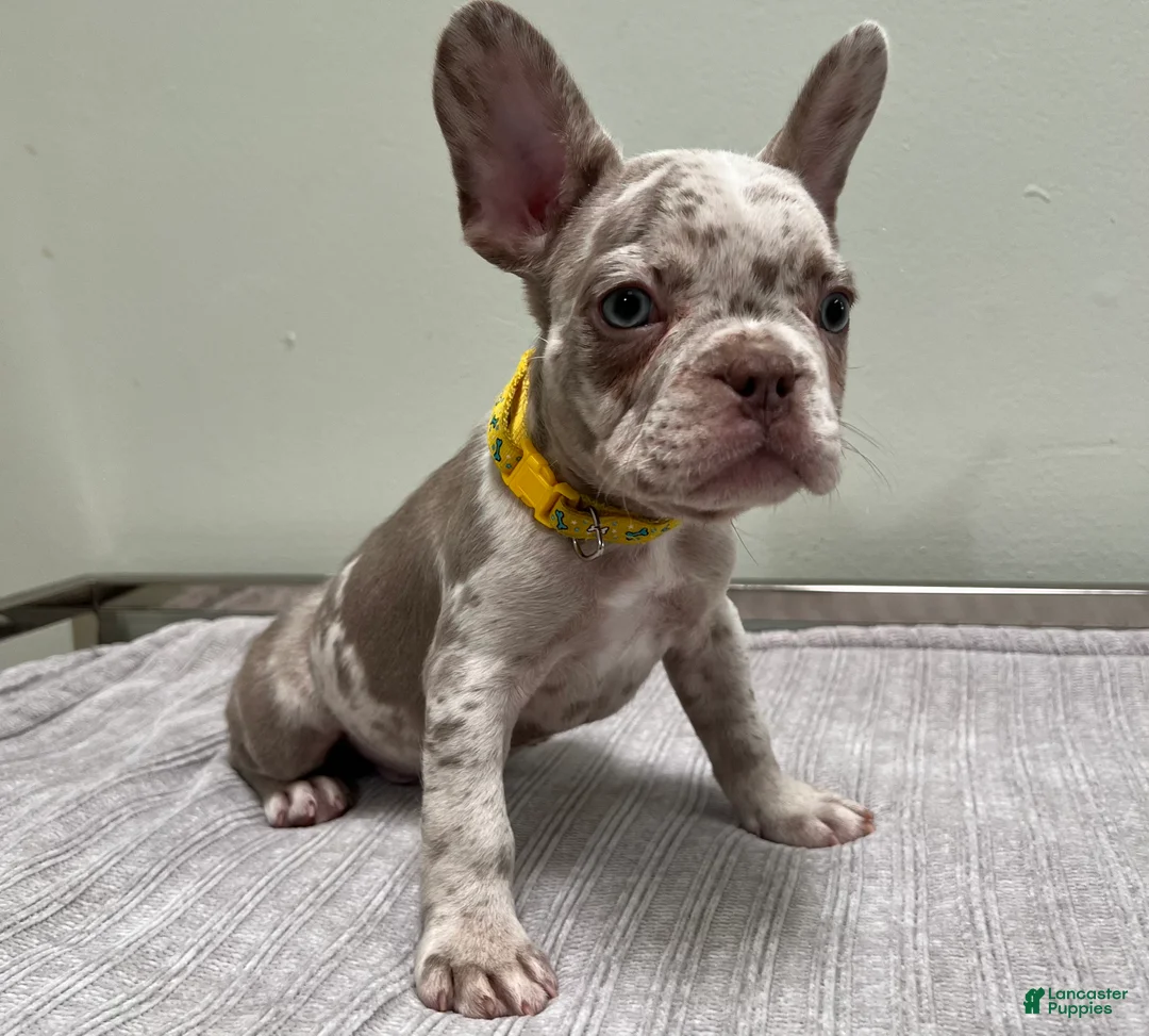 French Bulldog dogs for sale: Finley - Ad 2