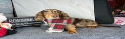 Miniature Dachshund dogs for sale: Miniature Dachshund dapple - Ad 1