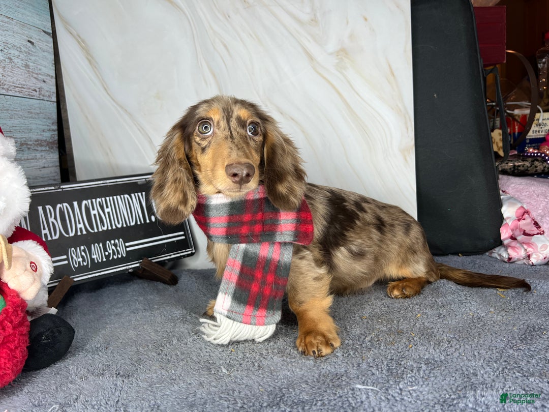 Miniature Dachshund dogs for sale: Miniature Dachshund dapple - Ad 1