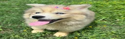 Siberian Husky dogs for sale: ROMANiA - Ad 18