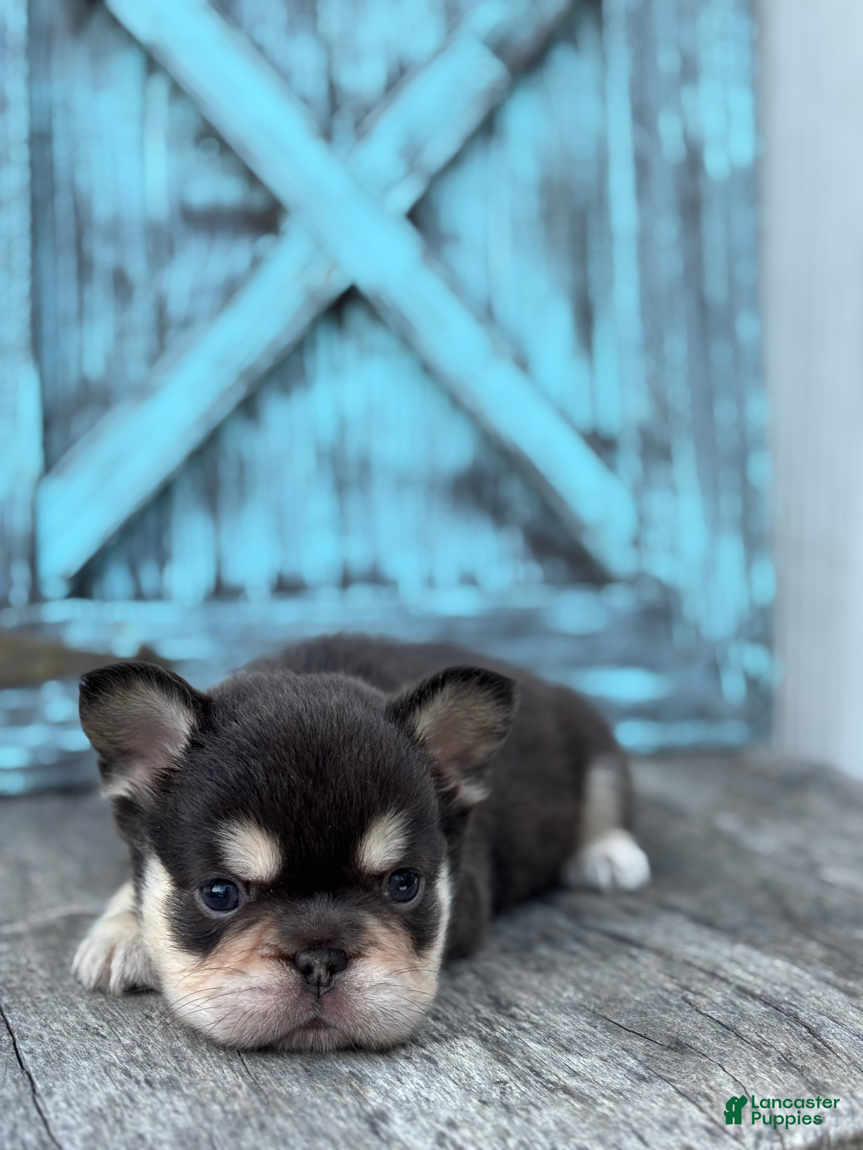 French Bulldog dogs Bradley - Ad 1