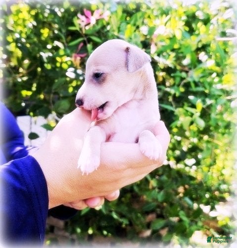 Italian Greyhound dogs Zinnia - Ad 1