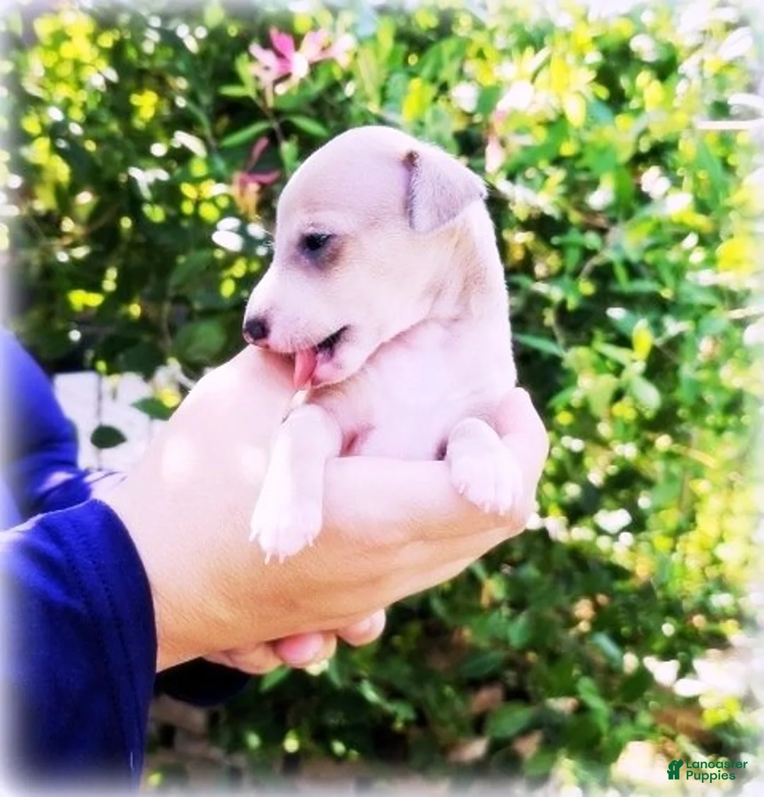 Italian Greyhound dogs for sale: Zinnia - Ad 1
