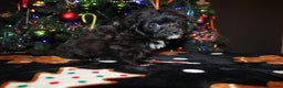 Pomapoo dogs for sale: Ollie - Ad 1