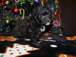 Pomapoo dogs Ollie - Ad 27