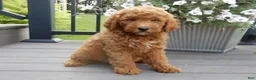 Mini Goldendoodle dogs for sale: Chase - Ad 2
