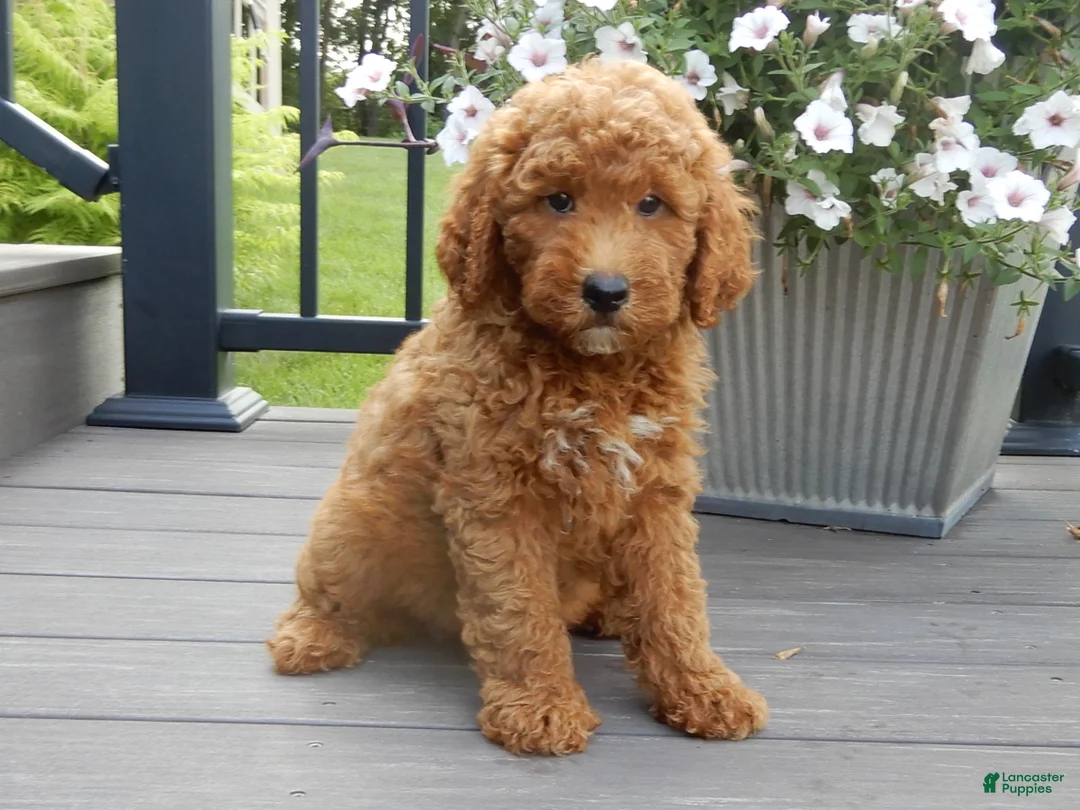 Mini Goldendoodle dogs for sale: Chase - Ad 2