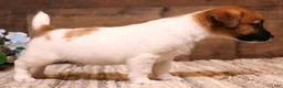 Jack Russell Terrier dogs for sale: Sawyer is white w/tri markings - Ad 2