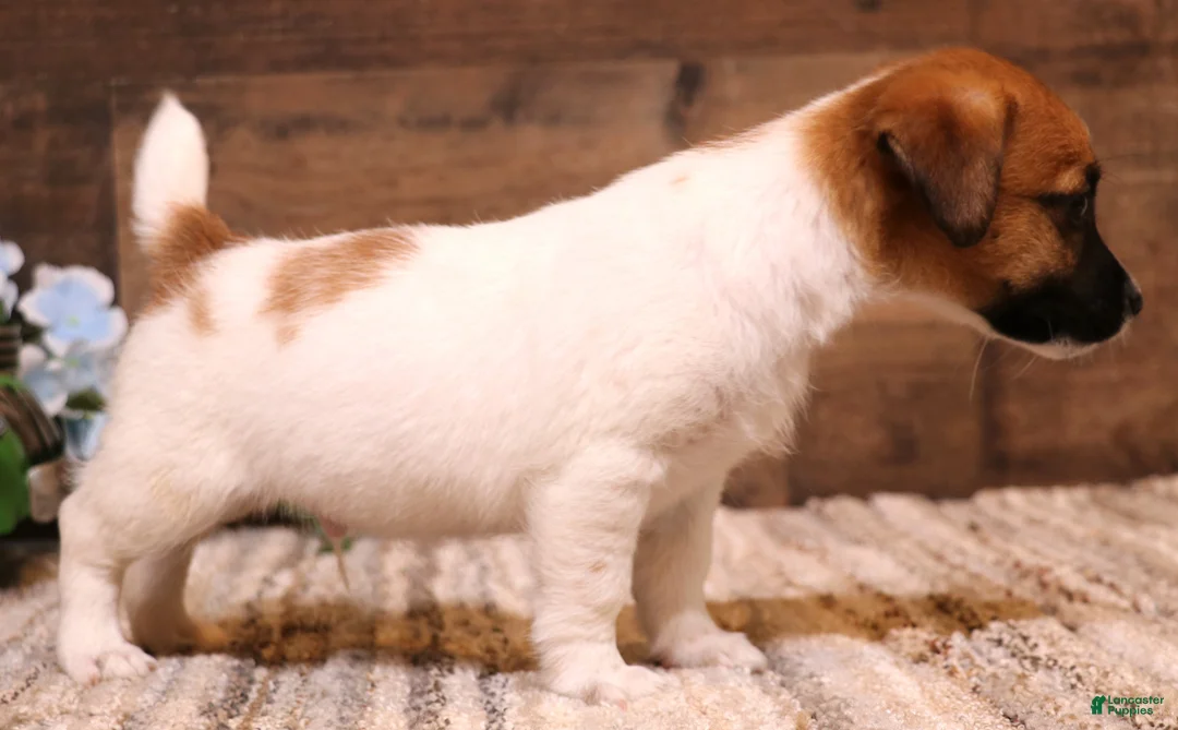 Jack Russell Terrier dogs for sale: Sawyer is white w/tri markings - Ad 2