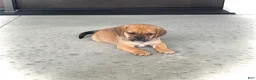 Puggle dogs for sale: Henry - Ad 3
