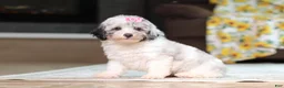 Miniature Poodle dogs for sale: Bella (AKC) - Ad 8