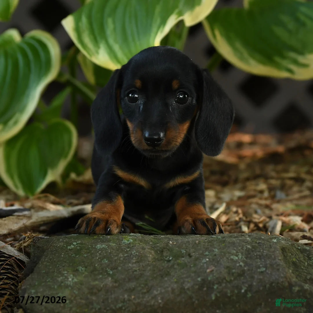 Miniature Dachshund dogs for sale: Daisy - Ad 3