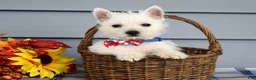 West Highland Terrier dogs for sale: Max - Ad 9