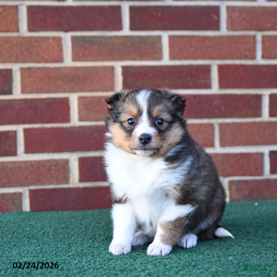 Shetland Sheepdog dogs Alexa - Ad 1