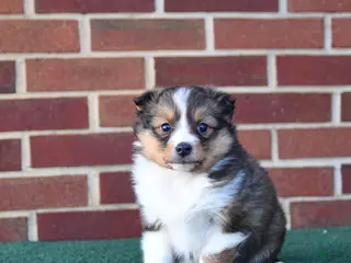 Shetland Sheepdog dogs for sale: Alexa - Ad 2