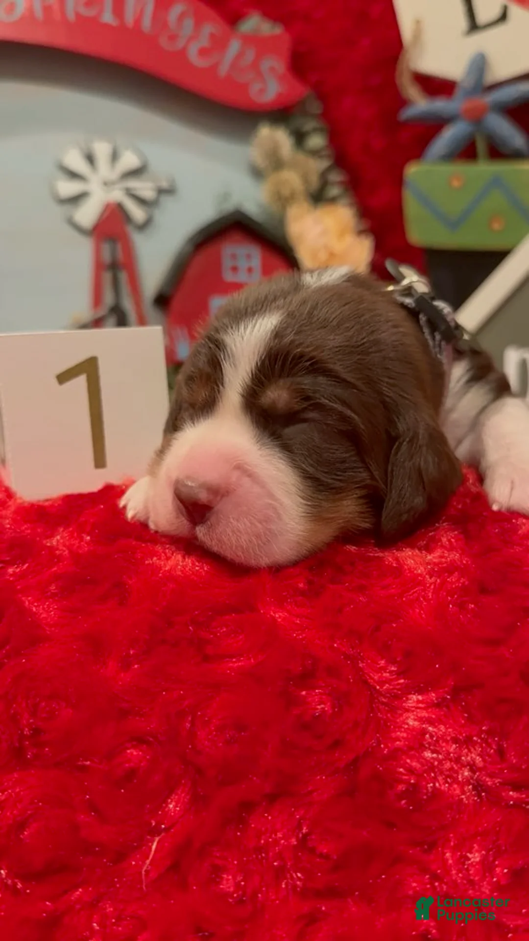 English Springer Spaniel dogs for sale: Silver collar - Ad 4