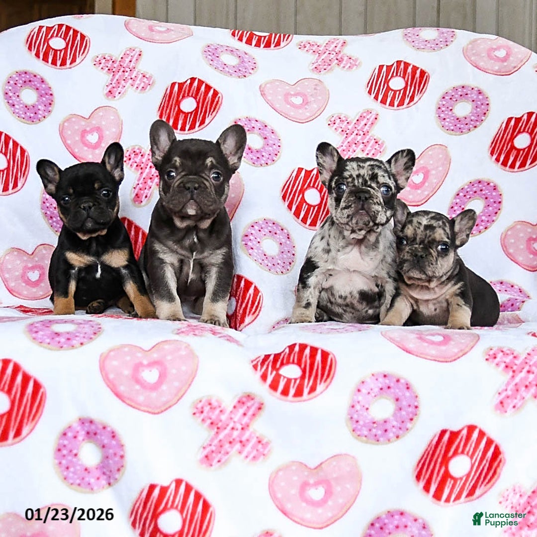 French Bulldog dogs for sale: Snoopy - Ad 5