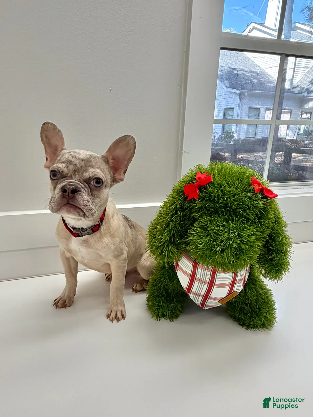 French Bulldog dogs for sale: Wake - Ad 4