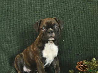 Frenchton dogs Blake - Ad 32