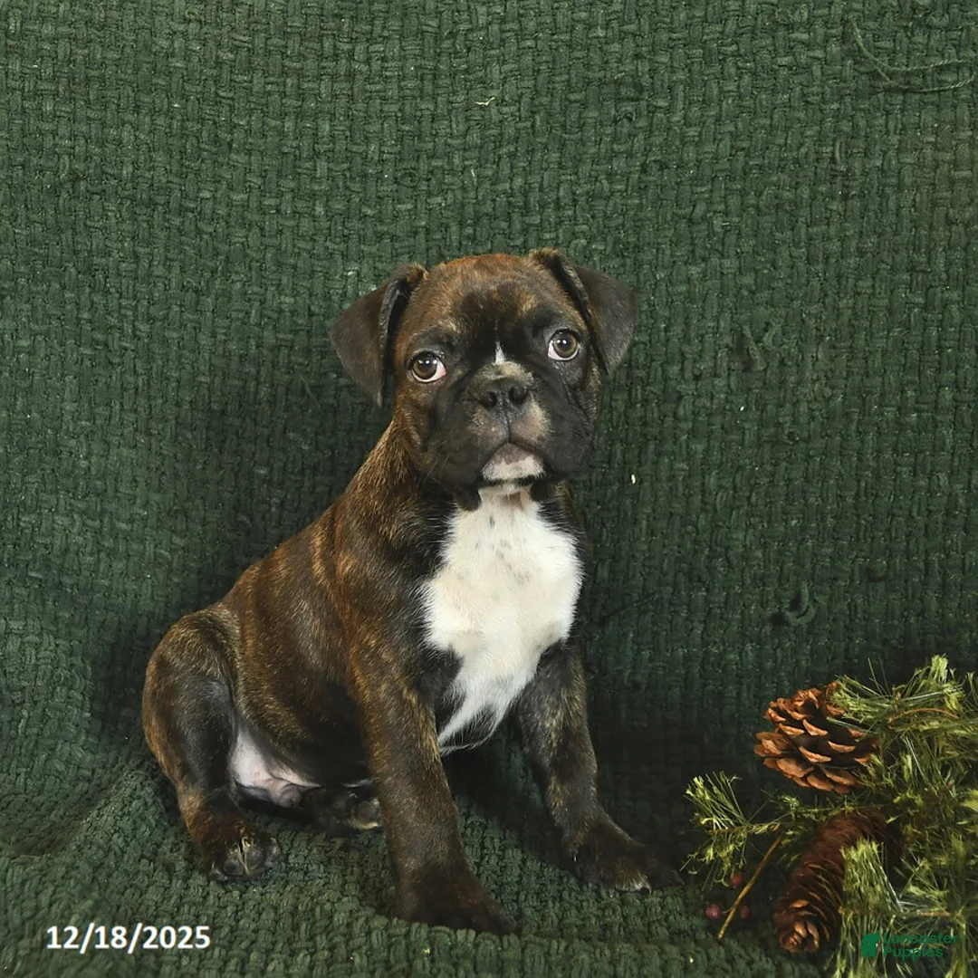 Frenchton dogs for sale: Blake - Ad 1
