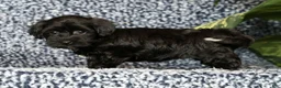 Havapoo dogs for sale: Talia - Ad 5