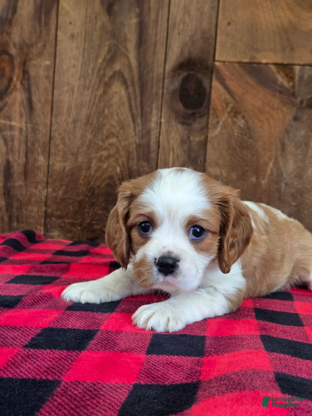 Cavalier King Charles Spaniel dogs for sale: Cavalier King Charles Spaniel 1 - Ad 5