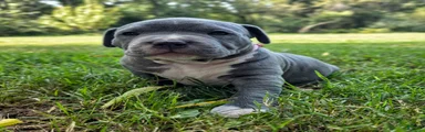 American Bully 6