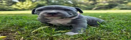 American Bully dogs for sale: American Bully 6 - Ad 1