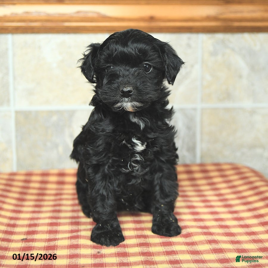 Yorkiepoo dogs for sale: Ethel - Ad 2