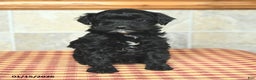 Yorkiepoo dogs for sale: Ethel - Ad 1