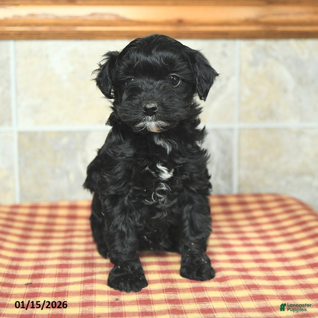 Yorkiepoo dogs for sale: Ethel - Ad 1