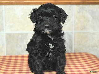 Yorkiepoo dogs for sale: Ethel - Ad 2