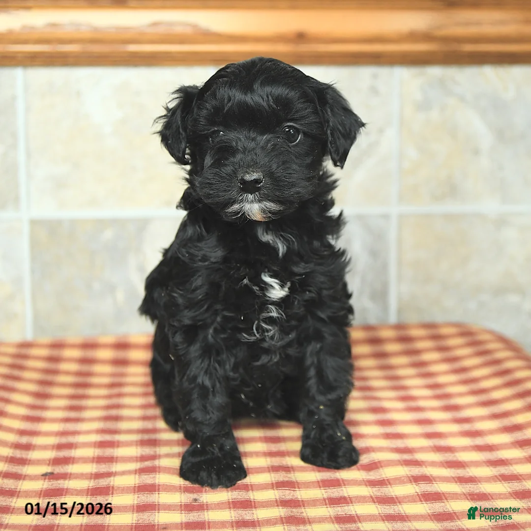 Yorkiepoo dogs for sale: Ethel - Ad 1