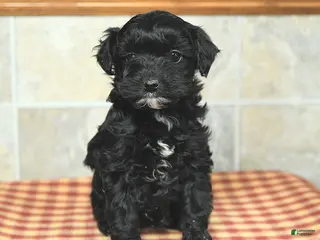 Yorkiepoo dogs Ethel - Ad 30