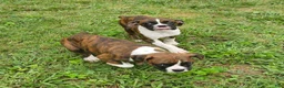 Boxer dogs for sale: Boxer 6 - Ad 7