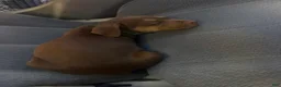 American Pit Bull Terrier dogs for sale: American Pit Bull Terrier 1 - Ad 1