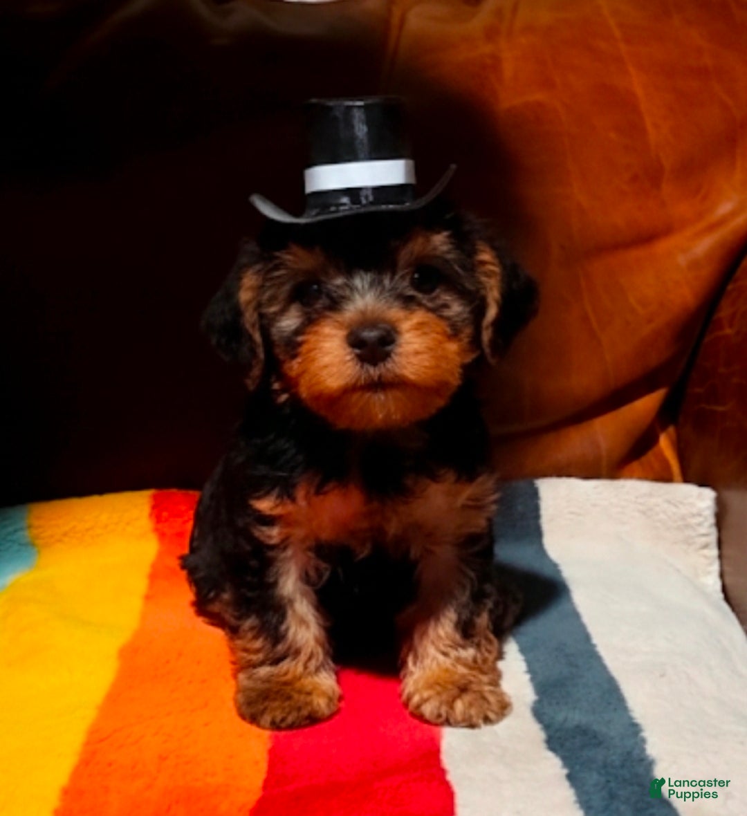 Yorkshire Terrier dogs Yorkshire Terrier Puppy 2 - Ad 2