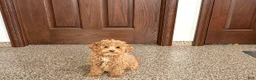 Maltipoo dogs for sale: Sherry - Ad 3