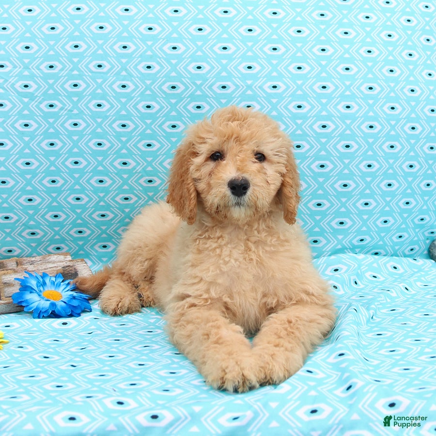 Goldendoodle dogs Joy - Ad 1
